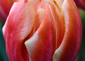 Tulipa Bed of Roses (3)